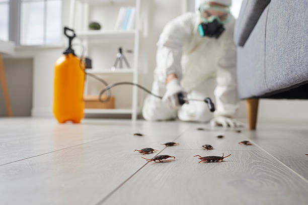 Commercial Kitchen Cockroach Control in Arlington Heights